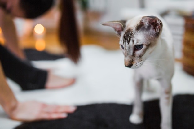 reiki animal healing