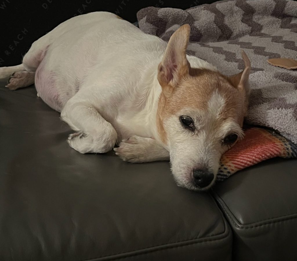 Reiki healing for dogs