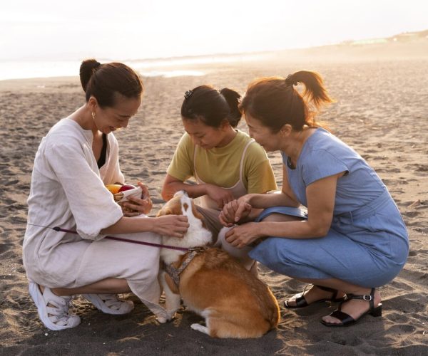 Reiki meditation for healing of animals