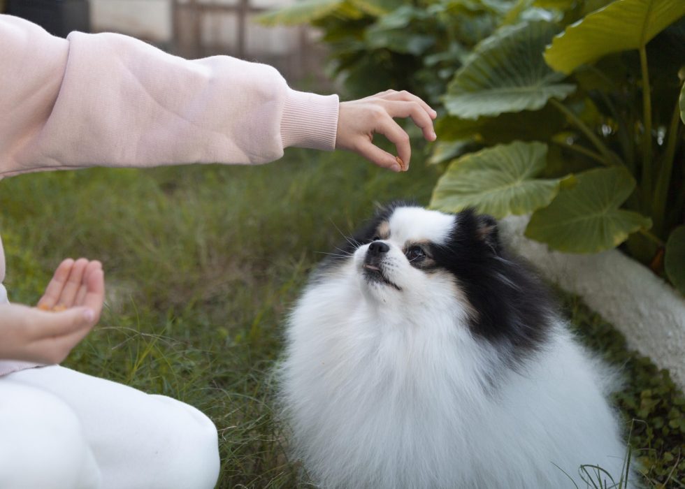 Reiki healing for dogs
